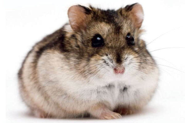How to Care for a Pet Dwarf Hamster