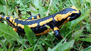 Salamander And Newt Care Sheet – naturalworldpets