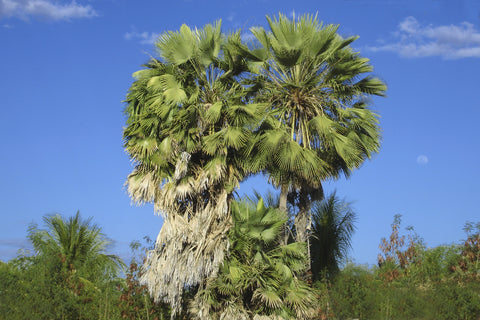 Carnuba Tree