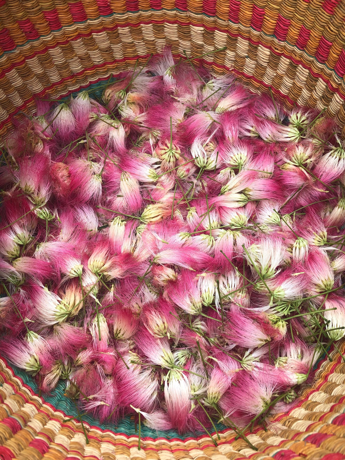 Mimosa Blossom Oxymel