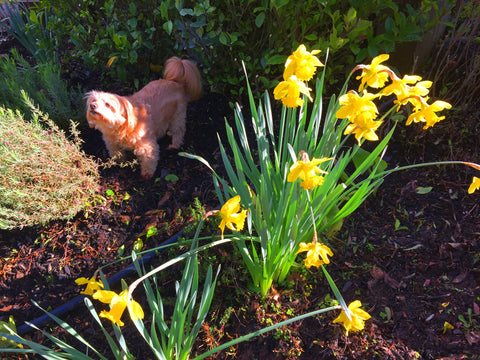 Daffodils blooming in the garden.