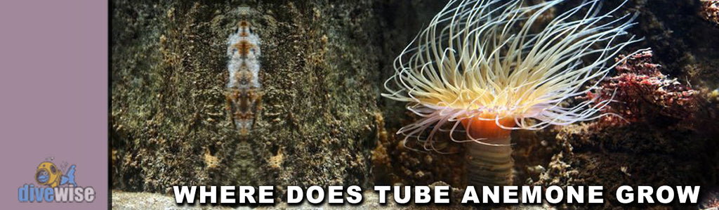 Tube Anemone