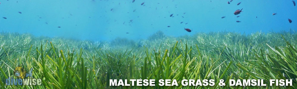 Maltese Marine Life