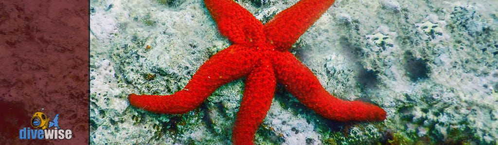 Mediterranean Red Star Fish