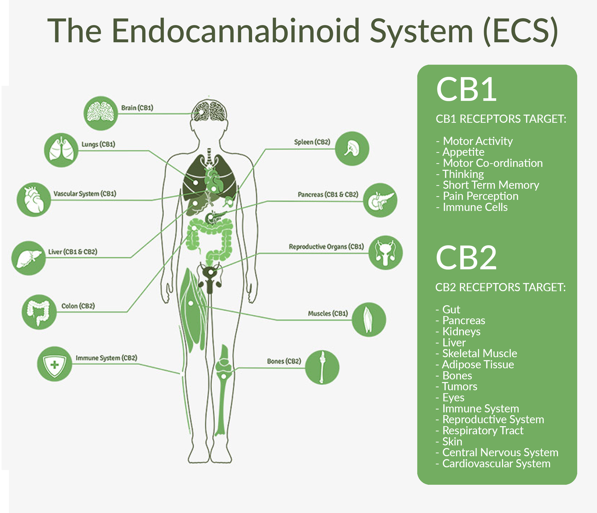 The Endocannabinoid System (ECS)