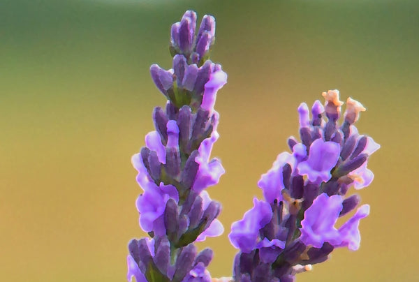 Lavender Festival