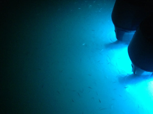Marine LED Lights - Underwater LED Transom Lights to Accent Light – Fiberglass Direct