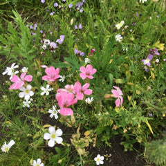 Wild flower meadow pink flowers