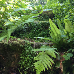 Ferns and mind your own business