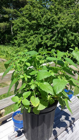 Maine mint growing for the Mint to Be tea blend by Tempest in a Teapot.