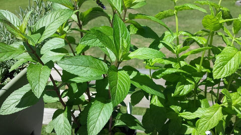 Maine mint growing for the Mint to Be tea blend by Tempest in a Teapot.