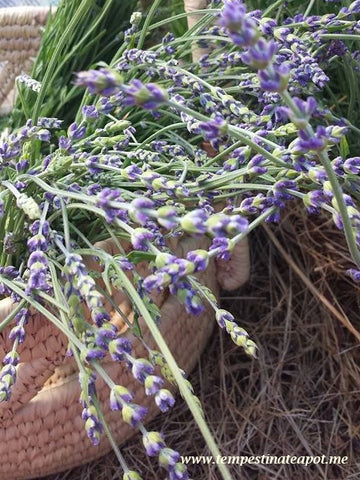 Maine lavender for Cuppa Lavender tea - Tempest in a Teapot