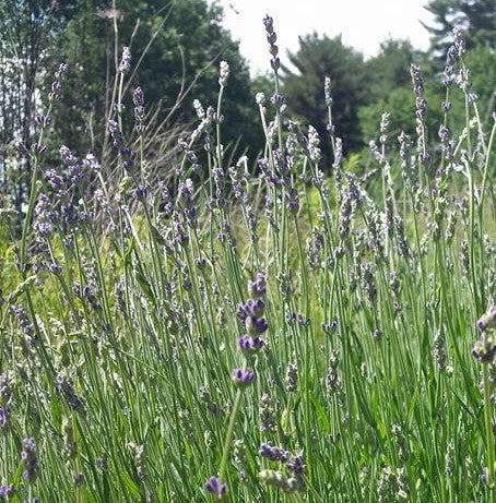 Maine lavender for Cuppa Lavender tea - Tempest in a Teapot