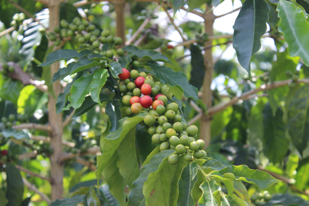 A Kona coffee plant growing red coffee cherries