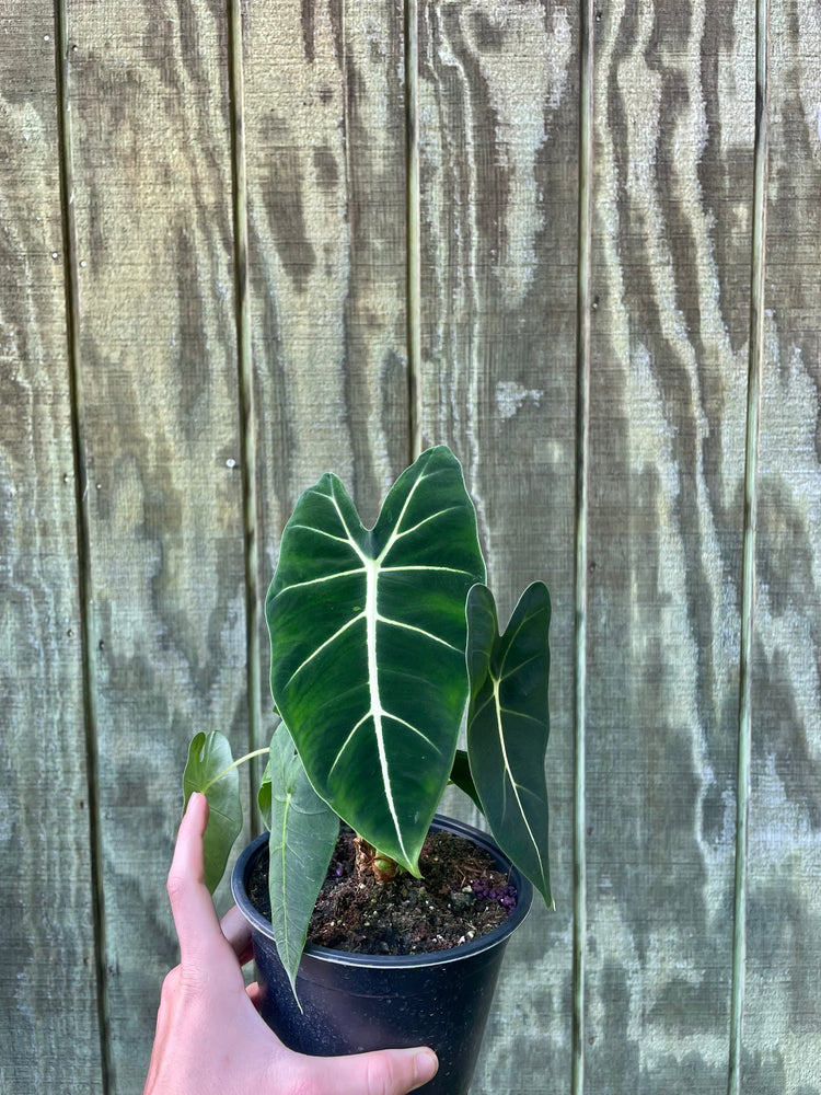 6” Alocasia Frydeck