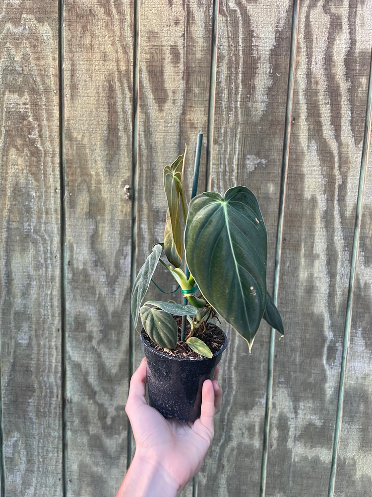 4” Philo Melano