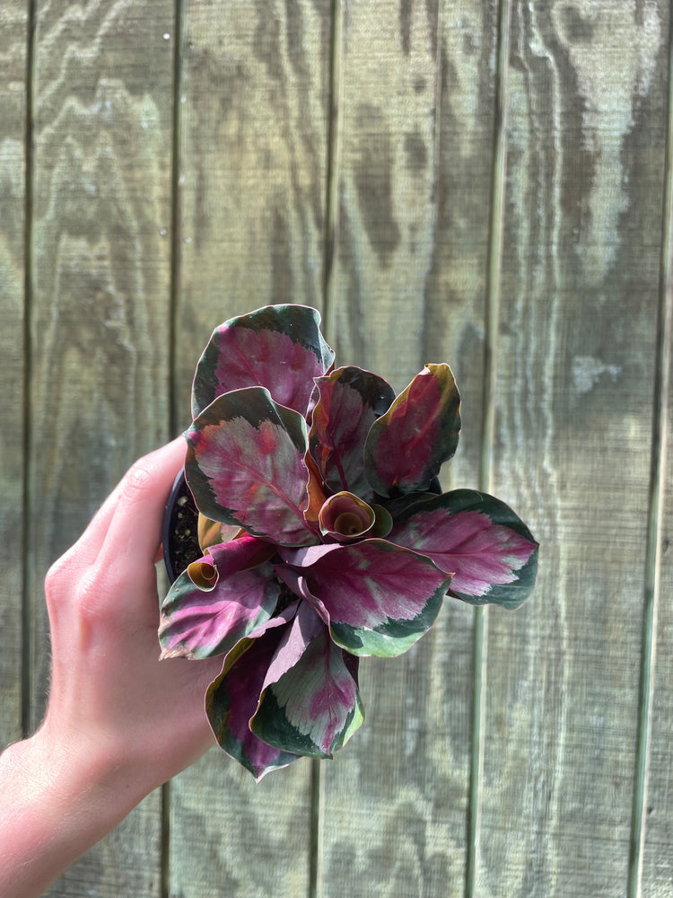 4” Calathea Rosy