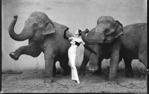 Dovima with Elephants by Richard Avedon