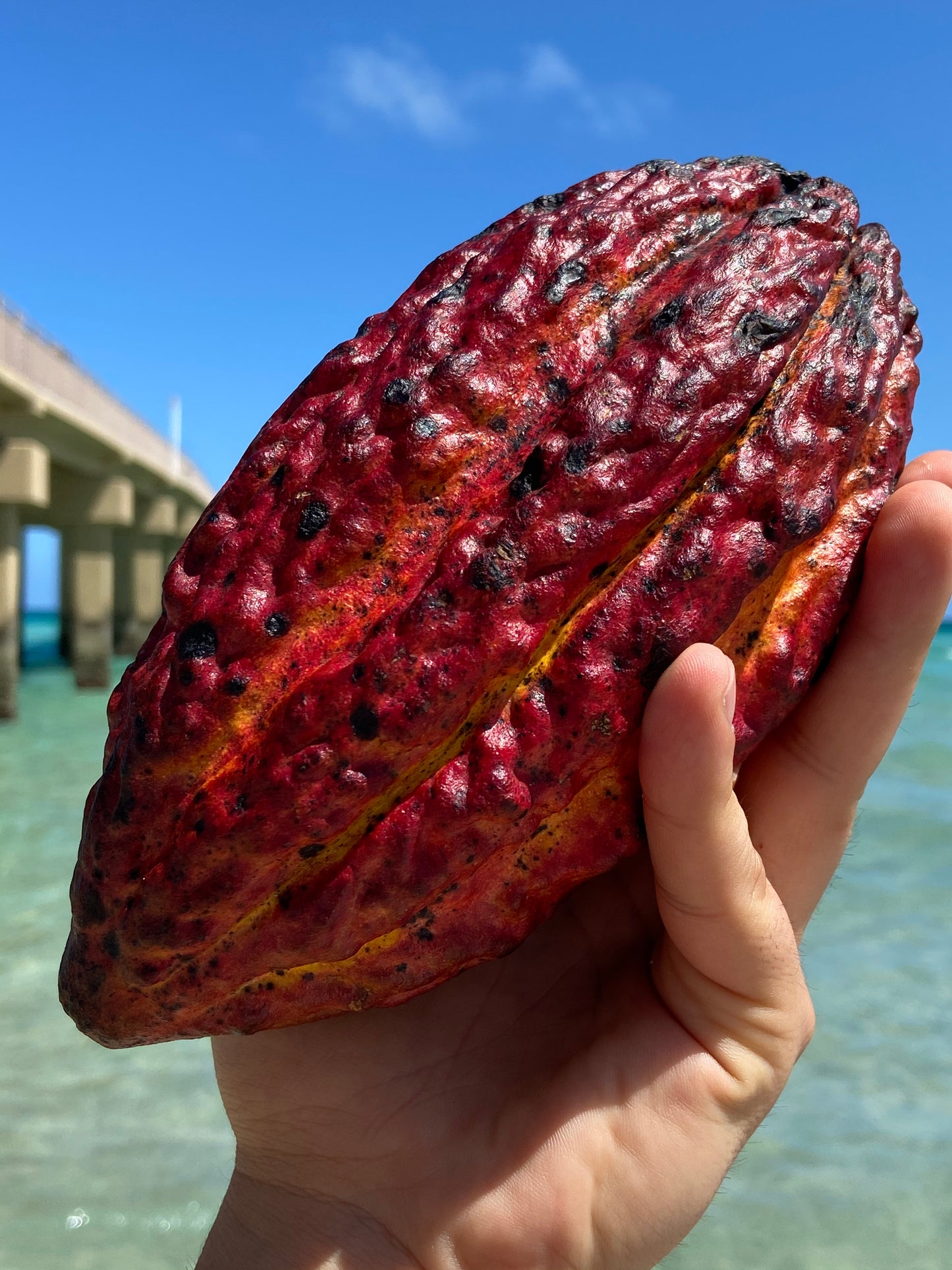 CACAO CHOCOLATE | (1 POD)