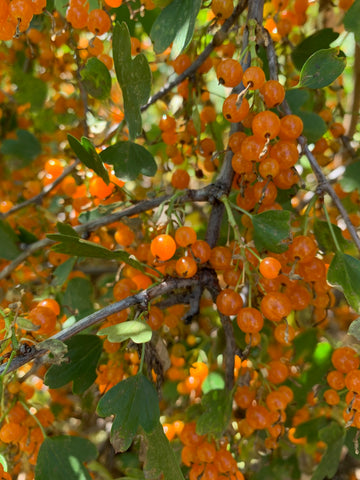 golden currant (Ribes aureum)