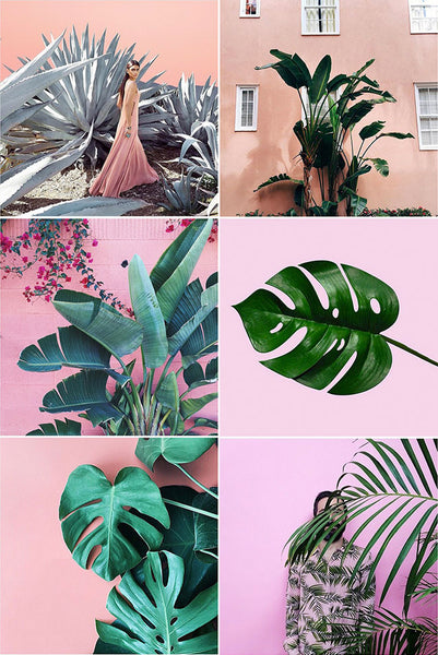 SPRING INTERIOR DESIGN COLOURS - Plants on Pink