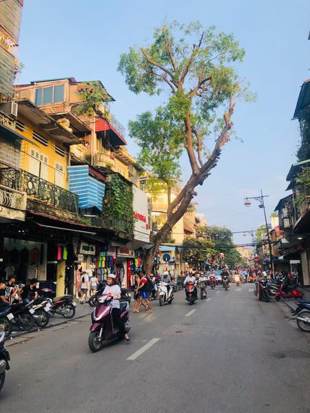 tree in hanoi