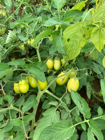 pasta sauce on the vine