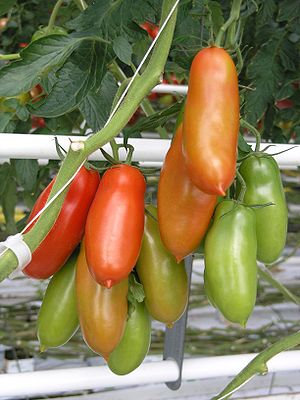 pasta sauce tomatoes ripe on the vine