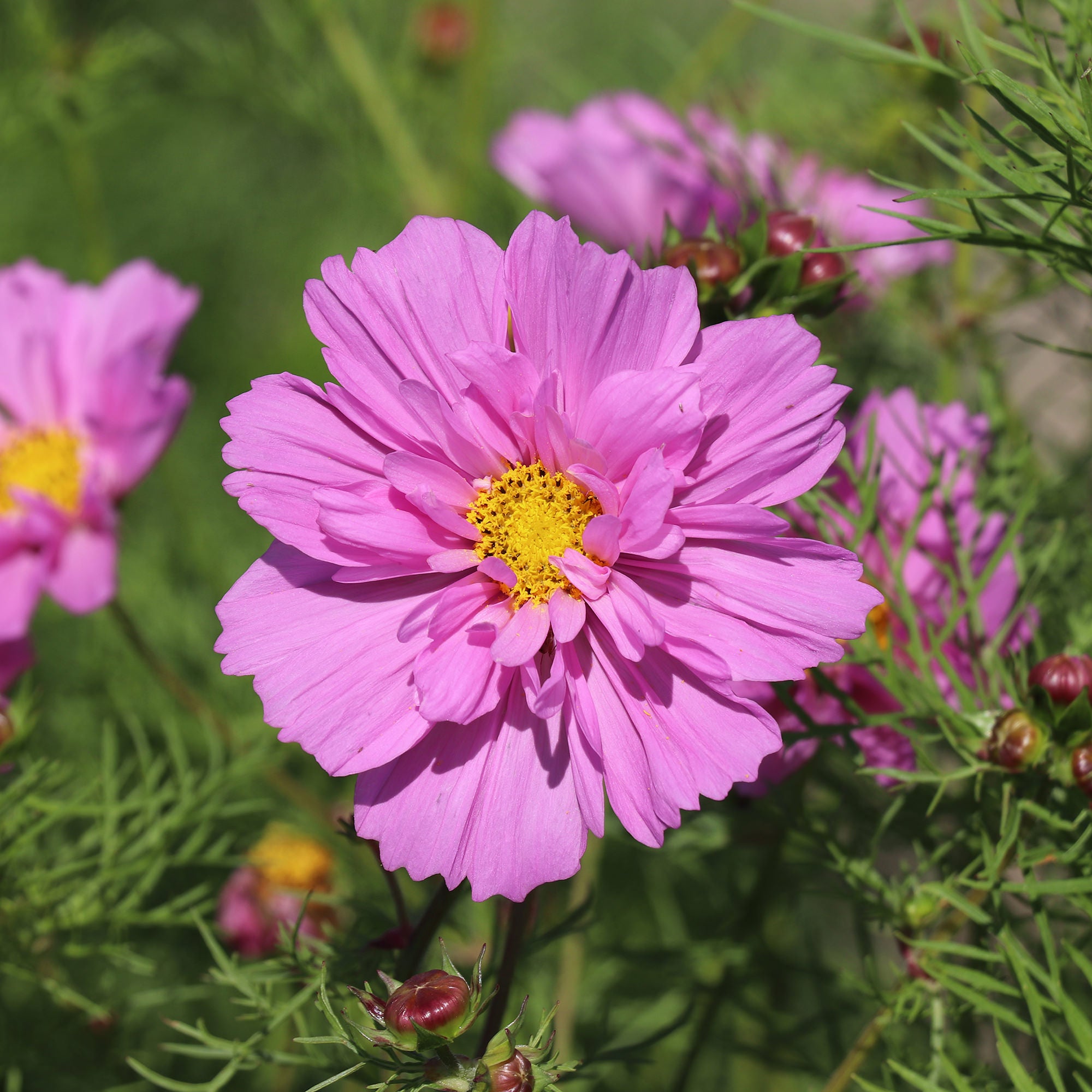 Cosmos Bipinnatus Double Dutch Rose - Cosmos Seeds | Fontana Seeds