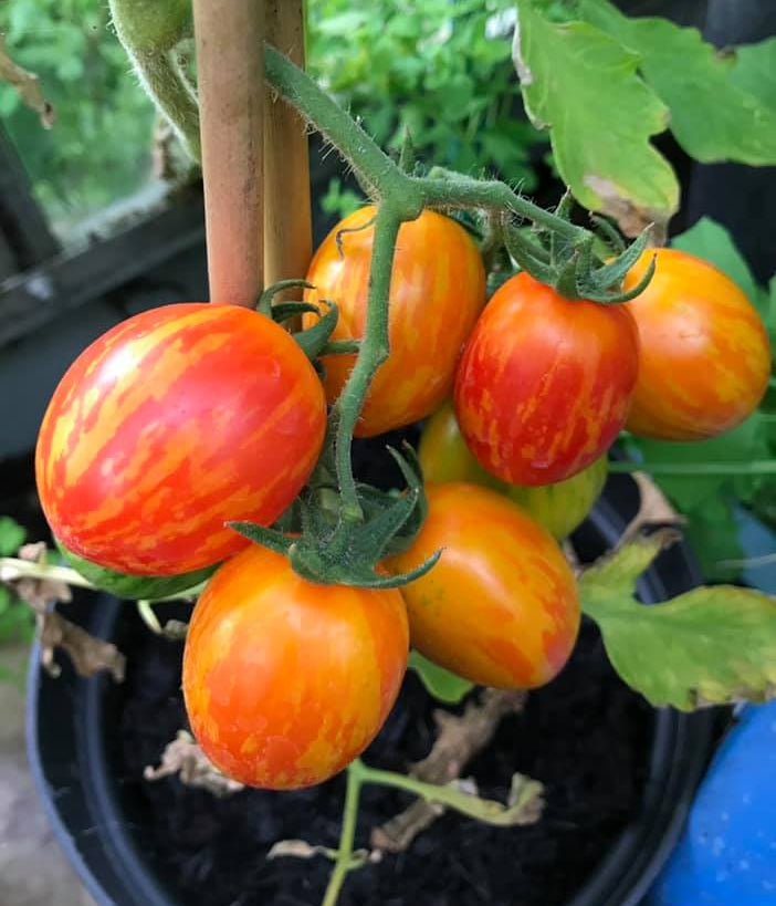 seeds The best variety to fill! Striped Stuffer Tomato 5 