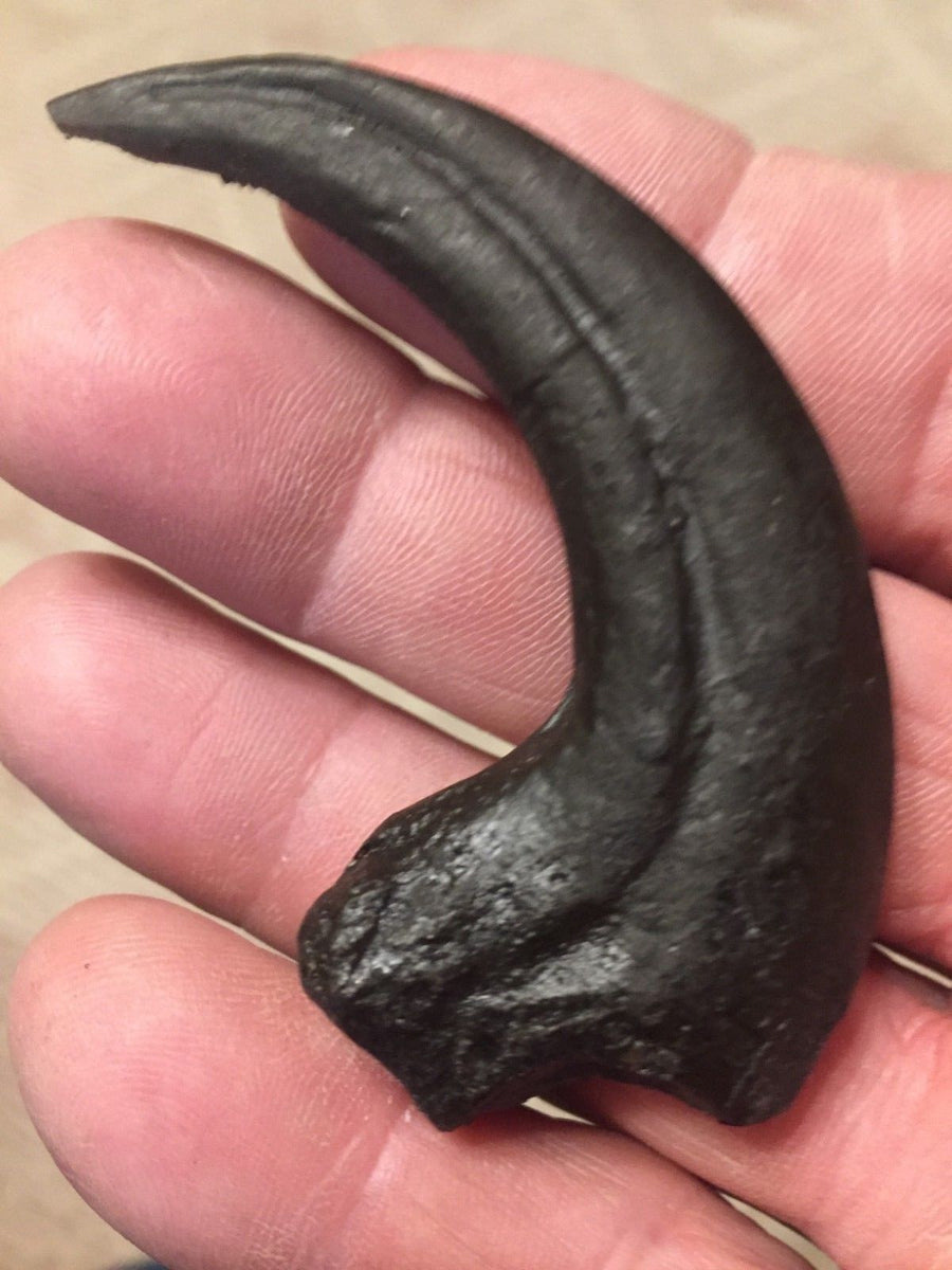 real raptor claw for sale