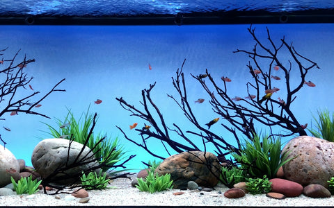 freshwater fish tank backgrounds