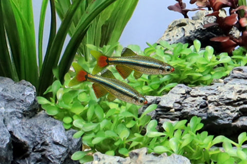 Top 5 Tiny Freshwater Fish That Will Make Your Aquarium Look Amazing