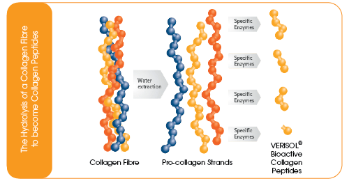 The process of collagen hydrolysis