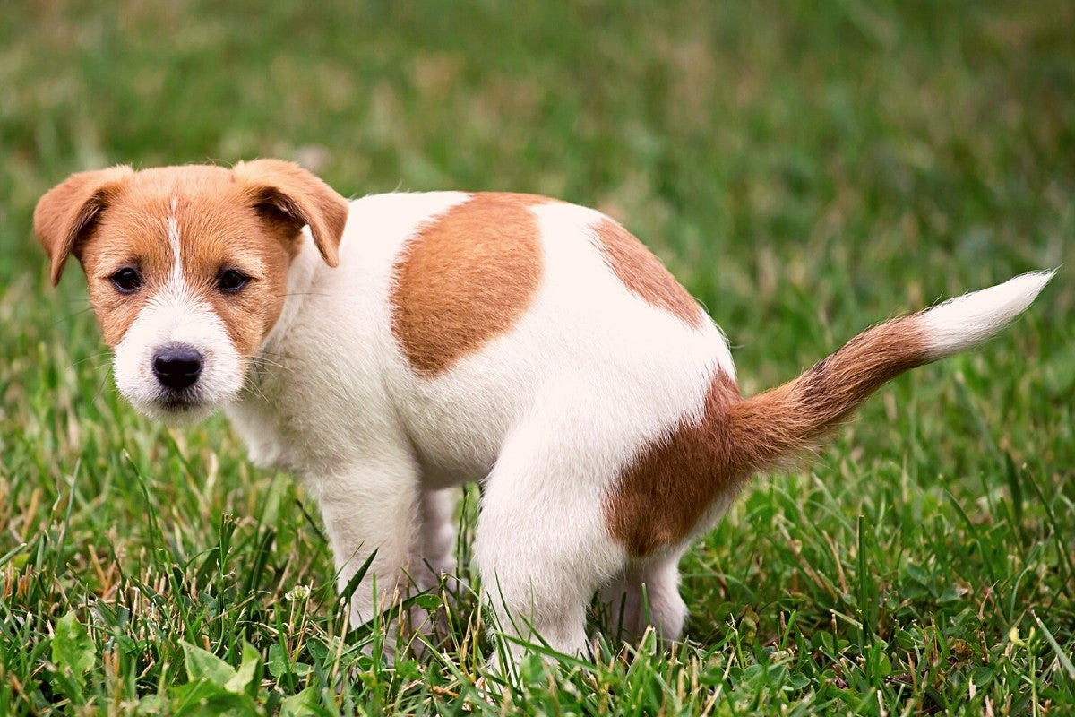 does dog poop fertilize your lawn