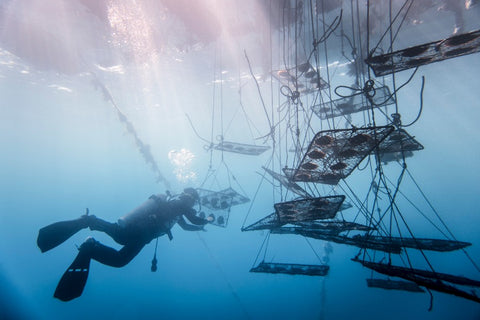 Photo by Marc Josse of a Jewelmer diver turning oyster nets to foster better growth of pearls