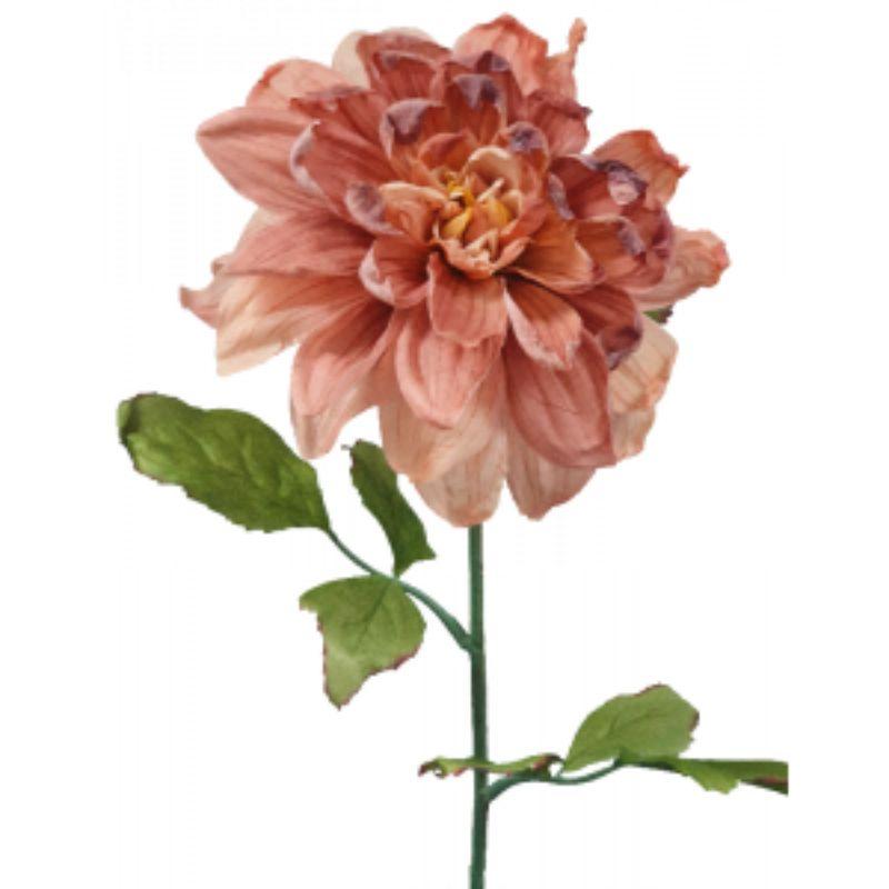Peach Dried Dahlia - 30cm x 69cm