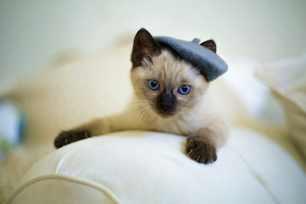 Siamese cat wearing a beret like an artist