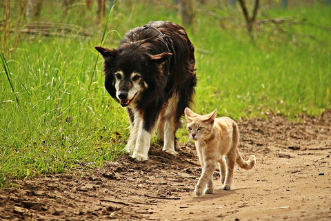 Cat and dog going for a walk along grass