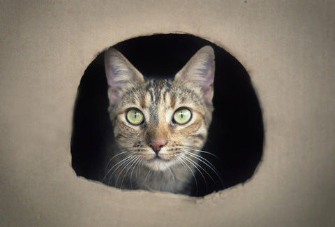 Cat inside a box, looking straight out.