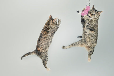 Two cats jumping in the air