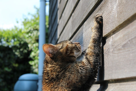 Cat scratching the siding of a house