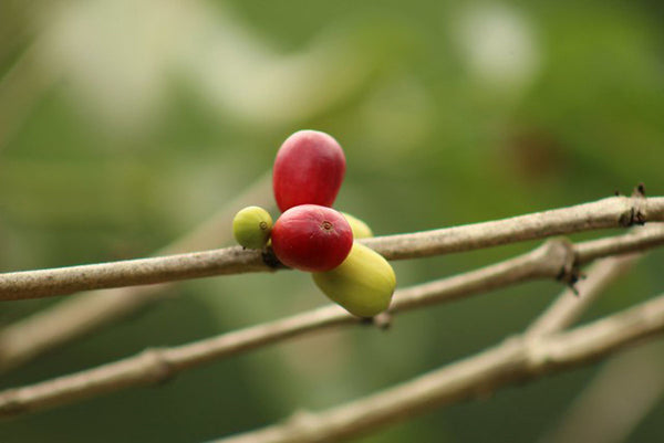 Café en Grain Robusta