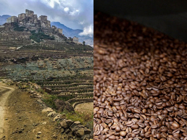 Types de grains de café et récolte