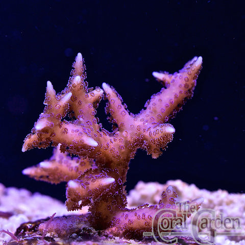 Seriatopora Hystrix – The Coral Garden