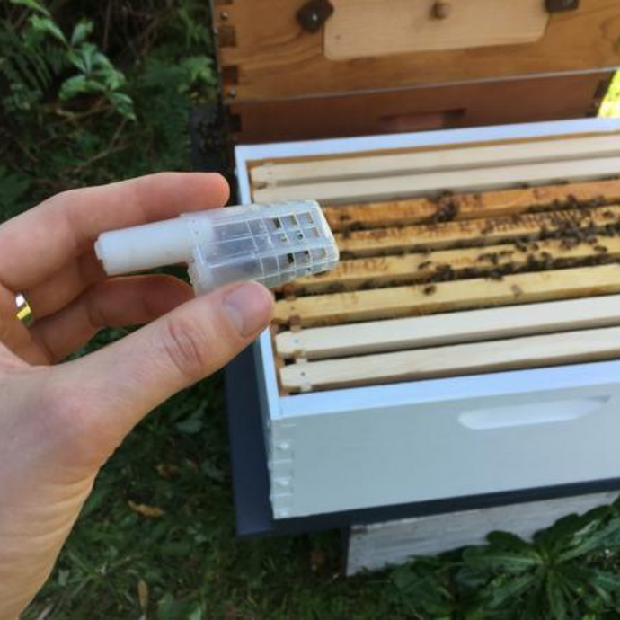 Installing a queen into a hive split
