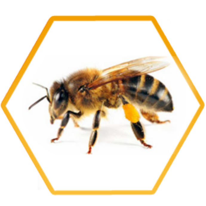 What is Cape Honey Bee and how do I treat it?