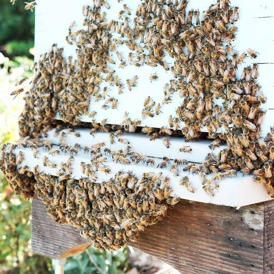 bearding bees