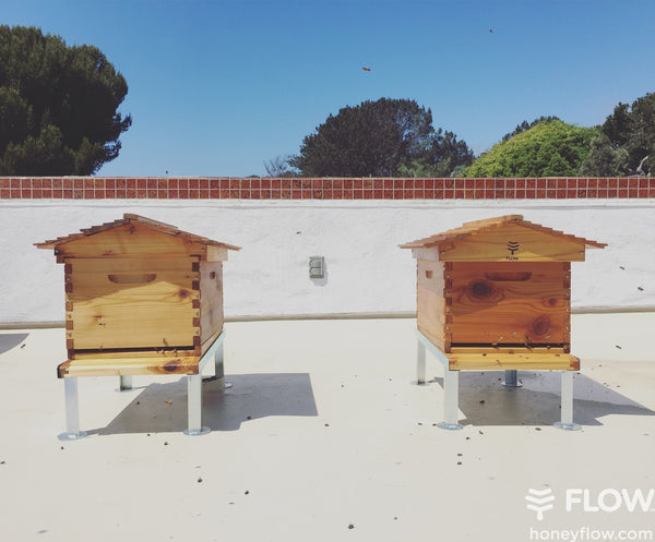 Newly established colonies must fill their brood box before adding a honey super.