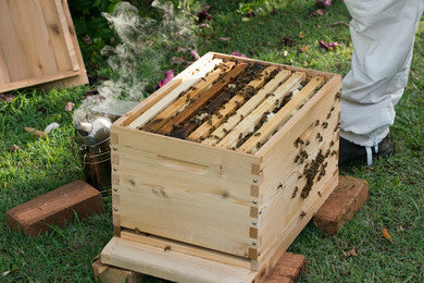 brood nest opening